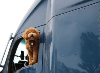 Puszysty pies wychyla się z okna auta podczas weekendowej podróży