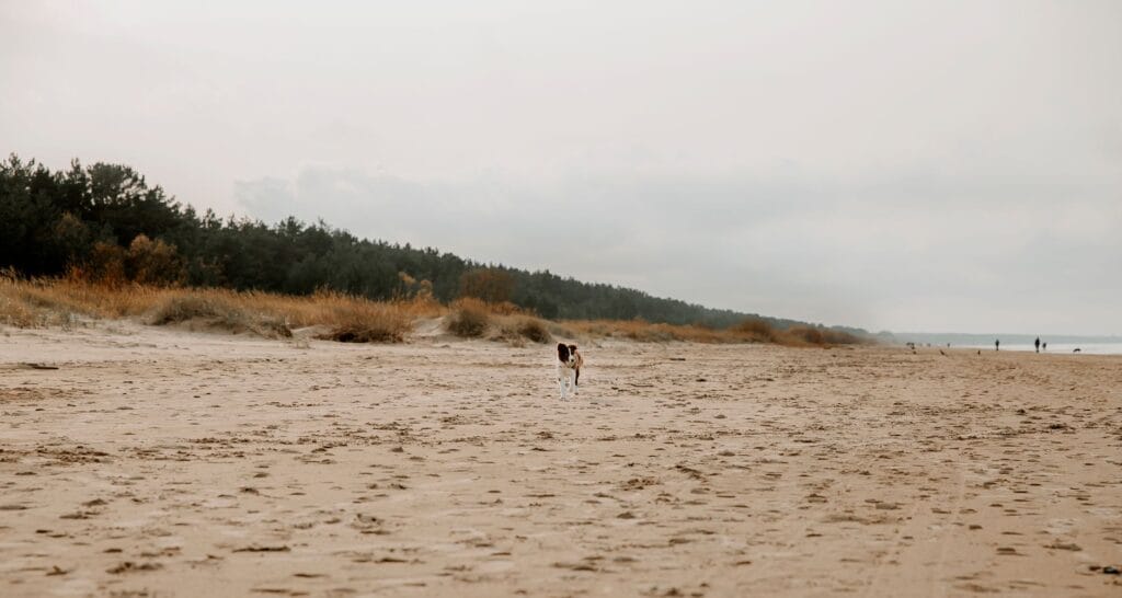 Gdzie nad wodę z psem w Poznaniu? Plaże i tereny, na których pupil może się kąpać