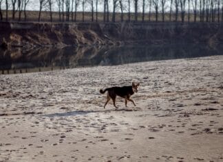 Gdzie nad wodę z psem w Poznaniu? Plaże i tereny, na których pupil może się kąpać