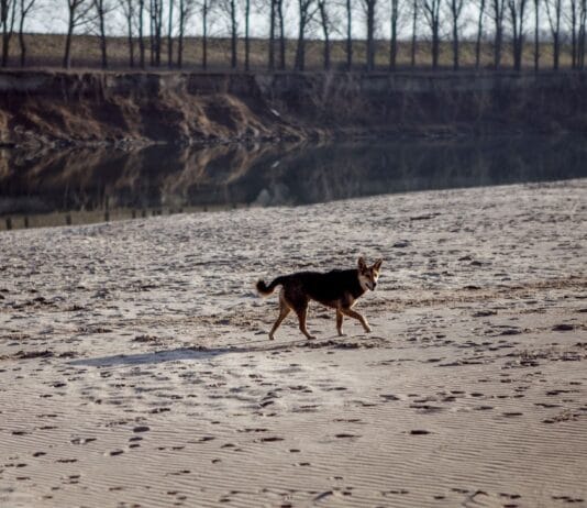 Gdzie nad wodę z psem w Poznaniu? Plaże i tereny, na których pupil może się kąpać Gdzie nad wodę z psem w Poznaniu? Plaże i tereny, na których pupil może się kąpać