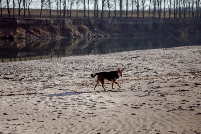 Gdzie nad wodę z psem w Poznaniu? Plaże i tereny, na których pupil może się kąpać