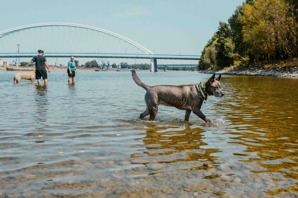Gdzie nad wodę z psem w Poznaniu? Plaże i tereny, na których pupil może się kąpać